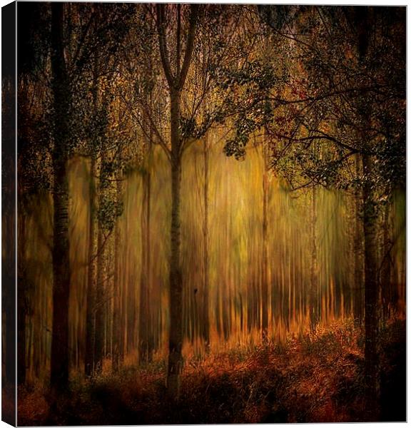 Magical Forrest  Canvas Print by sylvia scotting