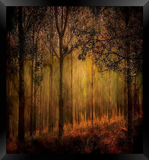 Magical Forrest  Framed Print by sylvia scotting