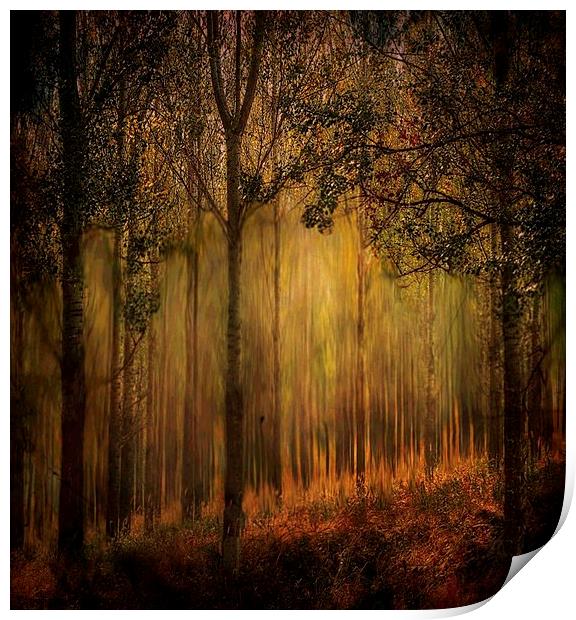 Magical Forrest  Print by sylvia scotting