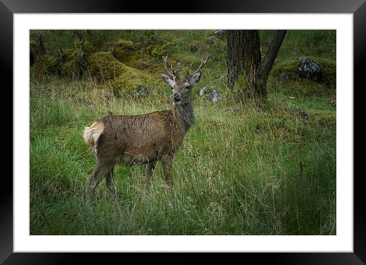 Deer in Glen Etive Scotland Framed Mounted Print by Eddie John