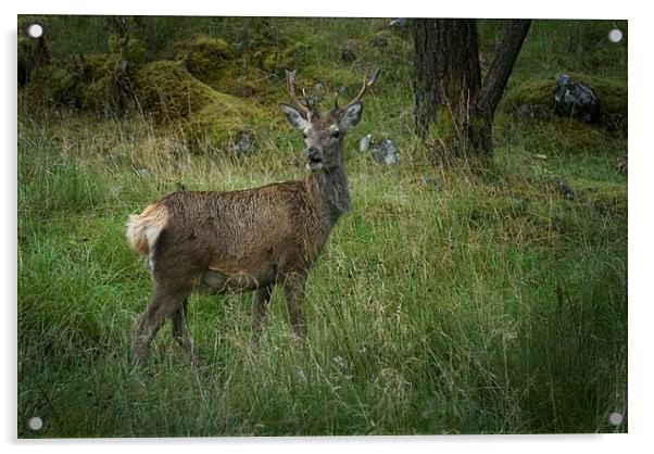 Deer in Glen Etive Scotland Acrylic by Eddie John