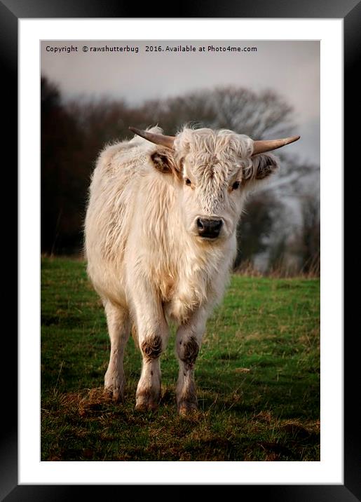 White High Park Cow Framed Mounted Print by rawshutterbug 