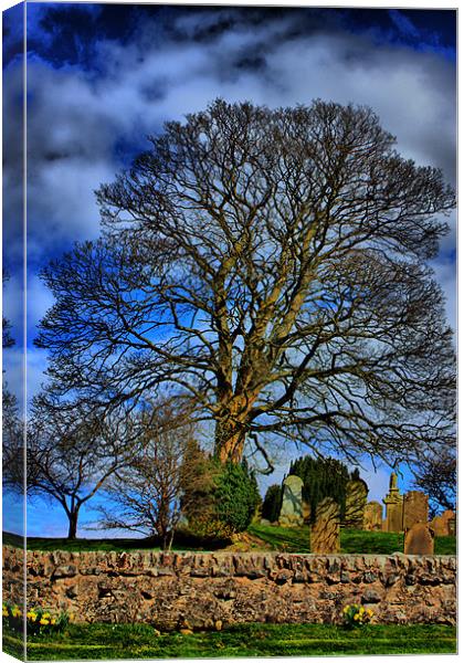 The Tree Canvas Print by Tommy Reilly