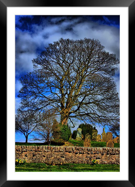 The Tree Framed Mounted Print by Tommy Reilly