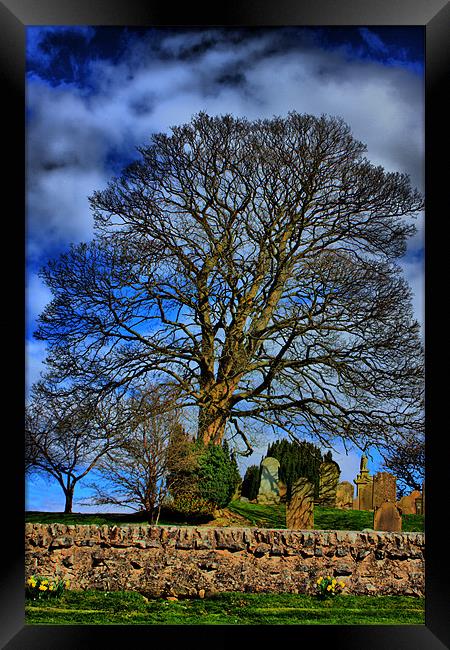 The Tree Framed Print by Tommy Reilly