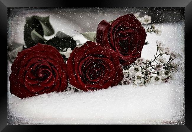 Red Roses with a Touch Framed Print by Sarah Ball