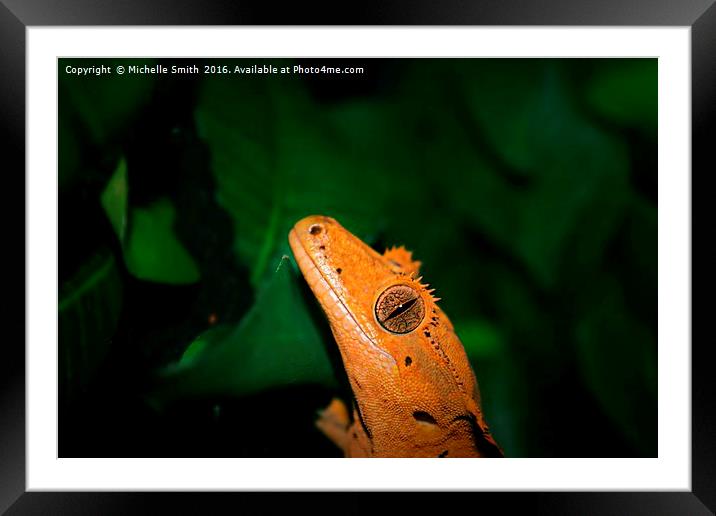 gecko wide eyes Framed Mounted Print by Michelle Smith