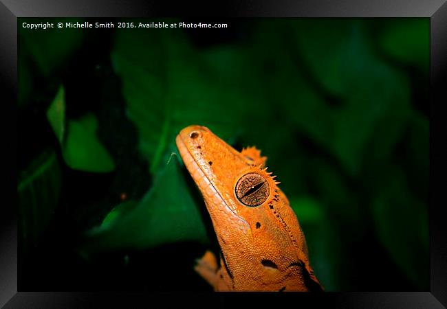 gecko wide eyes Framed Print by Michelle Smith