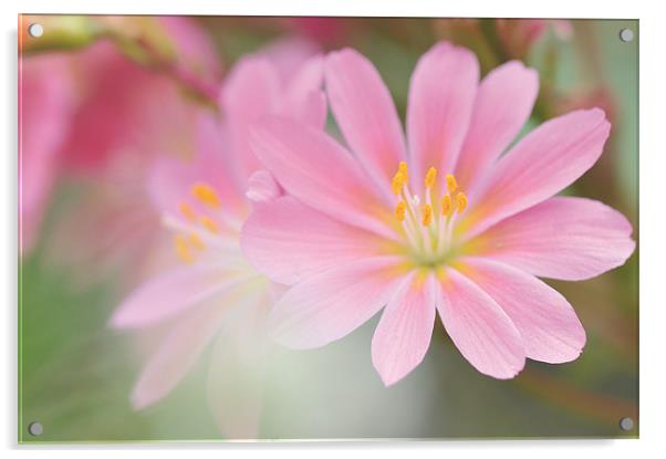 spring flora Acrylic by christian balistreri