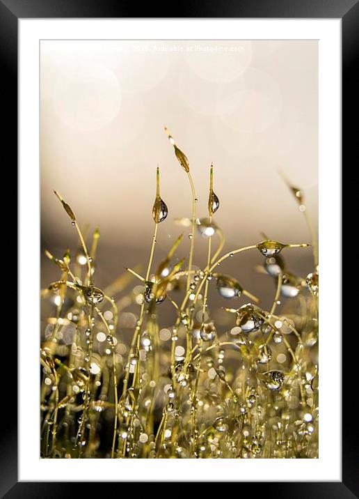 Dewdrops on Moss Framed Mounted Print by Ann Garrett