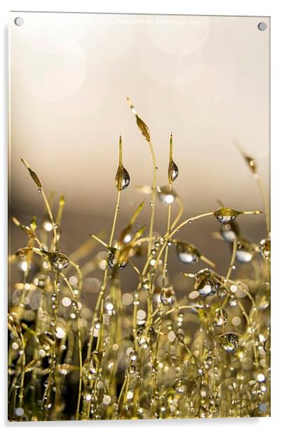 Dewdrops on Moss Acrylic by Ann Garrett