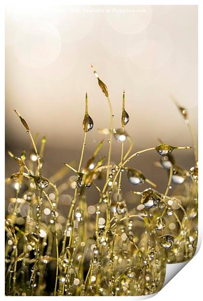 Dewdrops on Moss Print by Ann Garrett