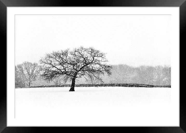 Oak tree in the Snow Framed Mounted Print by Andrew Kearton