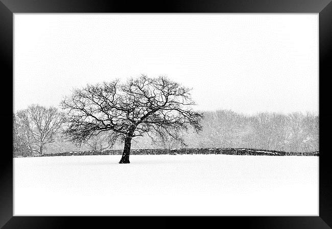 Oak tree in the Snow Framed Print by Andrew Kearton