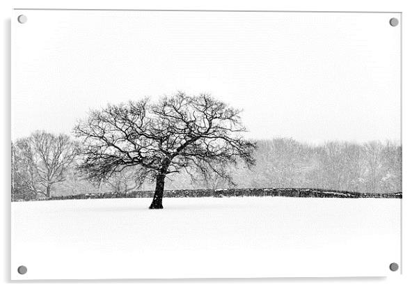 Oak tree in the Snow Acrylic by Andrew Kearton