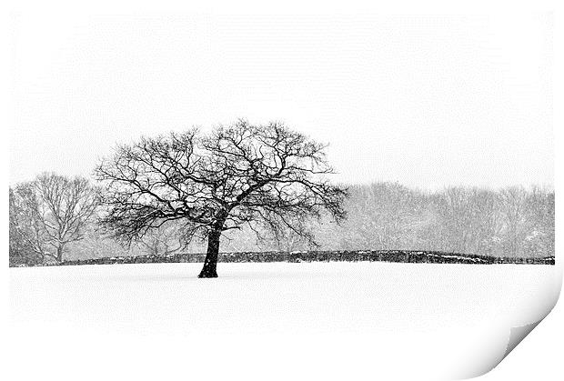 Oak tree in the Snow Print by Andrew Kearton