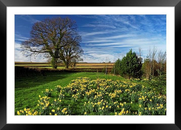 Daffodils at Snowdon Park                       Framed Mounted Print by Darren Galpin