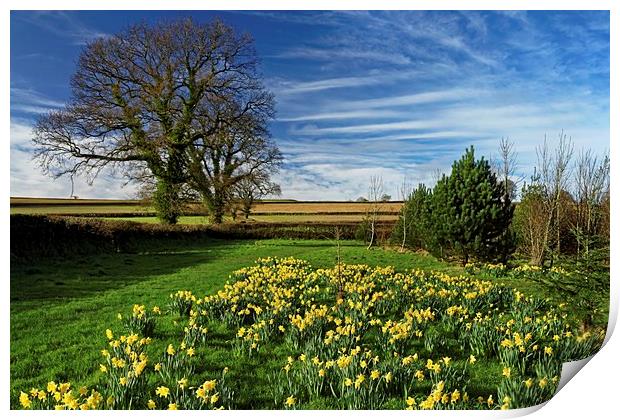 Daffodils at Snowdon Park                       Print by Darren Galpin