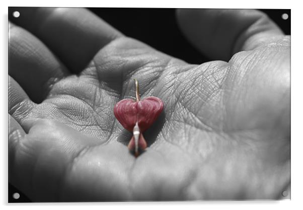 little heart Acrylic by christian balistreri