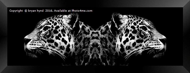 Black & White Jaguar heads Framed Print by bryan hynd