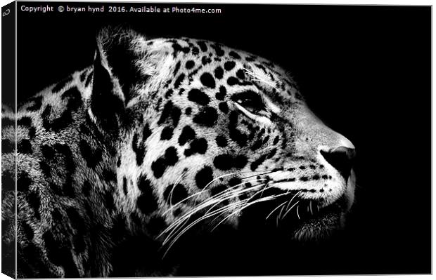 Jaguar profile Black & White Canvas Print by bryan hynd