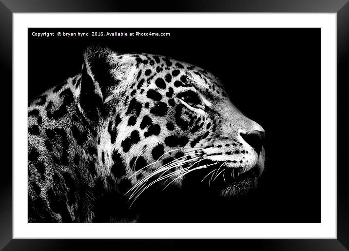 Jaguar profile Black & White Framed Mounted Print by bryan hynd