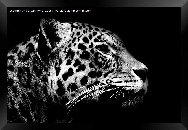 Jaguar profile Black & White Framed Print by bryan hynd