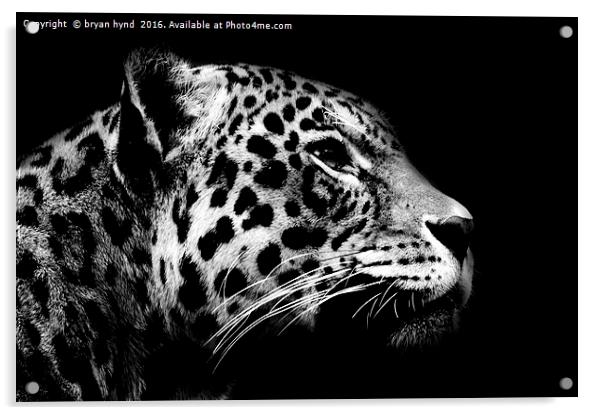 Jaguar profile Black & White Acrylic by bryan hynd
