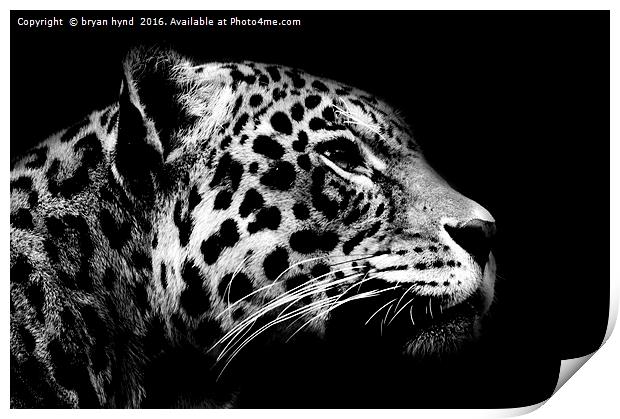 Jaguar profile Black & White Print by bryan hynd