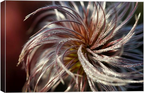 Soft and silky seed head Canvas Print by Andrew Kearton