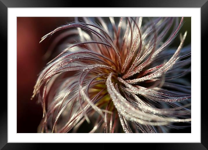 Soft and silky seed head Framed Mounted Print by Andrew Kearton