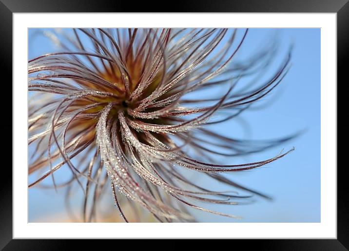 Whirly nature Framed Mounted Print by Andrew Kearton