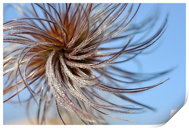 Whirly nature Print by Andrew Kearton
