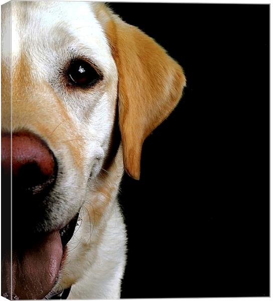 The loving eye of a Labrador dog Canvas Print by Sue Bottomley