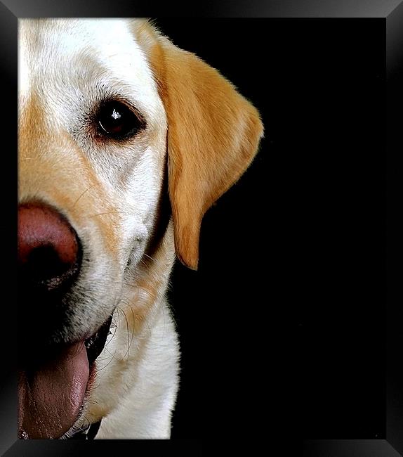 The loving eye of a Labrador dog Framed Print by Sue Bottomley