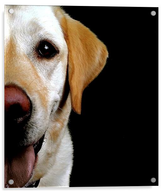 The loving eye of a Labrador dog Acrylic by Sue Bottomley