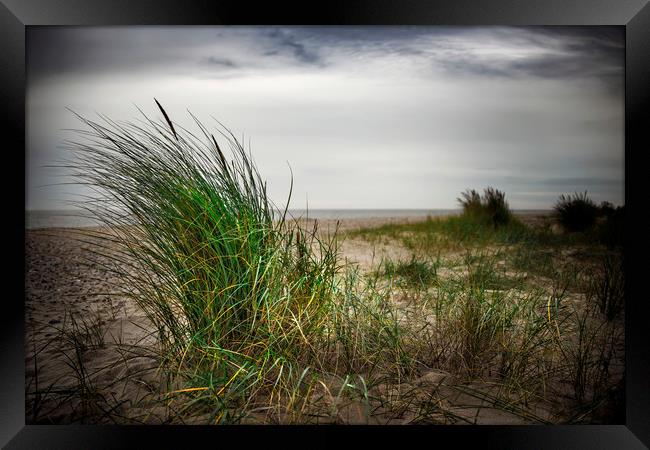 Beach Grass Framed Print by Svetlana Sewell
