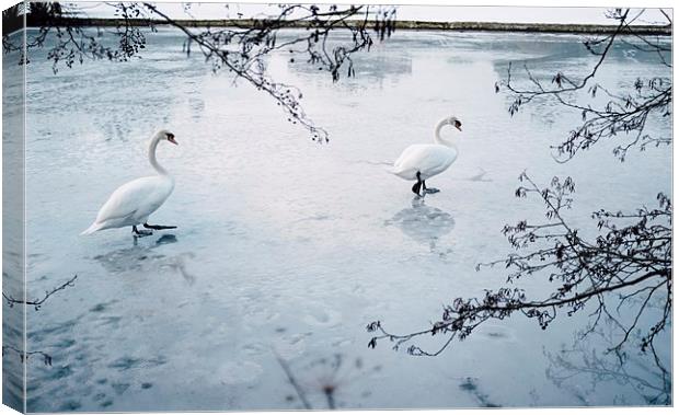 Two swans on the surface of a frozen lake. Norfolk Canvas Print by Liam Grant