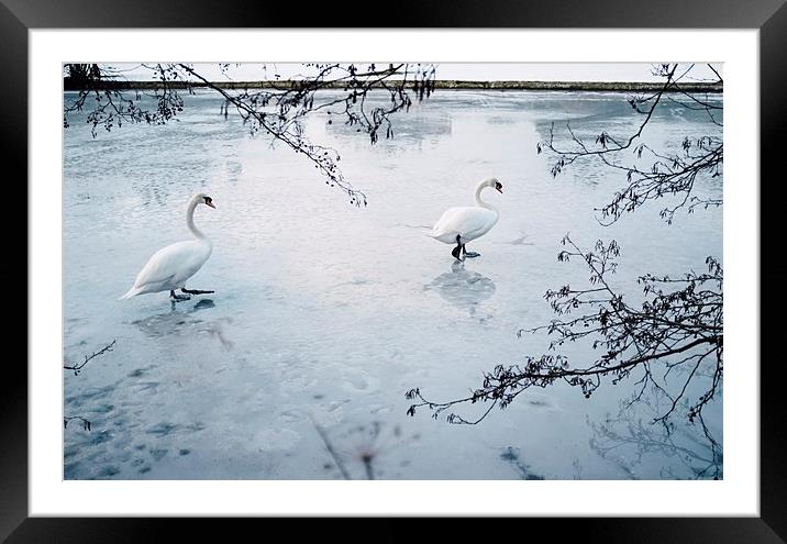 Two swans on the surface of a frozen lake. Norfolk Framed Mounted Print by Liam Grant