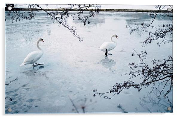 Two swans on the surface of a frozen lake. Norfolk Acrylic by Liam Grant