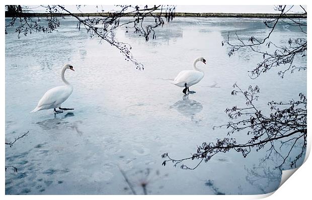 Two swans on the surface of a frozen lake. Norfolk Print by Liam Grant