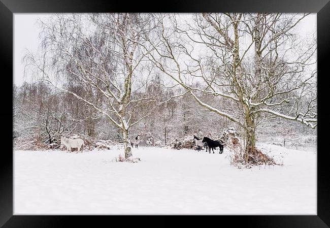 Wild ponies in snow. Litcham Common, Norfolk, UK. Framed Print by Liam Grant