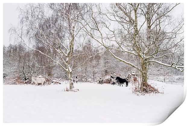 Wild ponies in snow. Litcham Common, Norfolk, UK. Print by Liam Grant