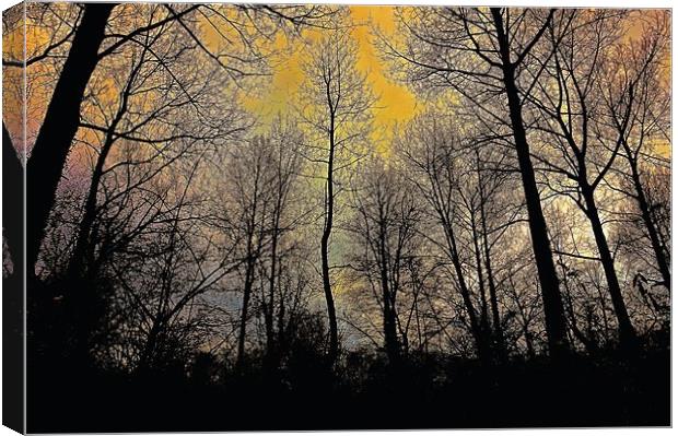 Sunrise though the tree tops                       Canvas Print by Sue Bottomley