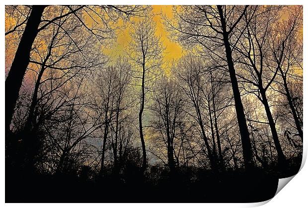 Sunrise though the tree tops                       Print by Sue Bottomley