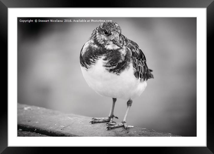 Whitstable's Famous Harbour Bird Framed Mounted Print by Stewart Nicolaou