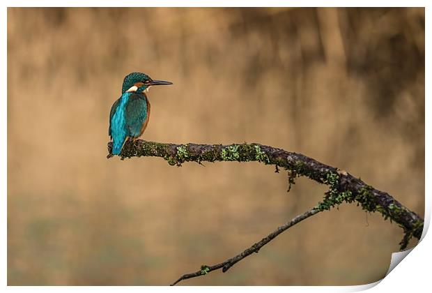 The kingfisher Print by Andrew Richards