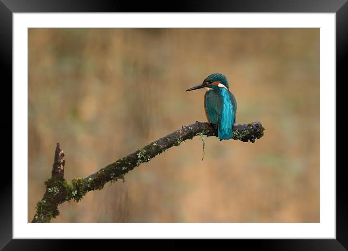 Kingfisher Framed Mounted Print by Andrew Richards
