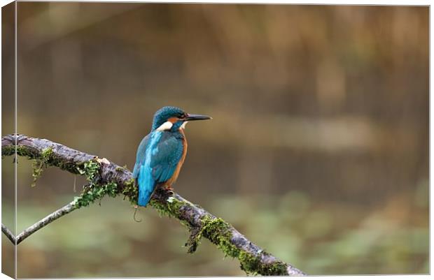 Kingfisher Canvas Print by Andrew Richards