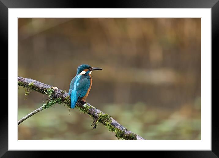 Kingfisher Framed Mounted Print by Andrew Richards
